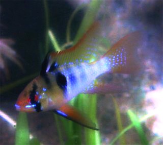 Ram - Long Finned Blue - 2 inch Ram - Long Finned Blue - 2 inch
